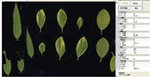 植物葉面積分析儀系統(tǒng)， 野外便攜式植物葉面積分析儀